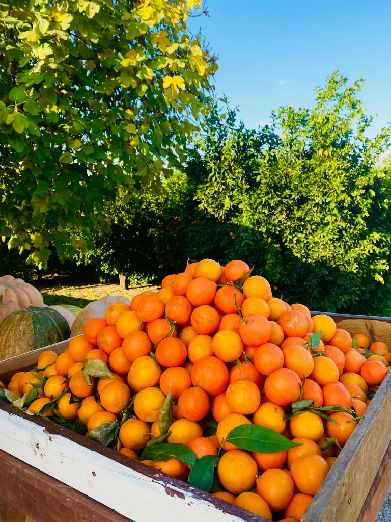 Desarrollo web tienda para Las Mejores Naranjas